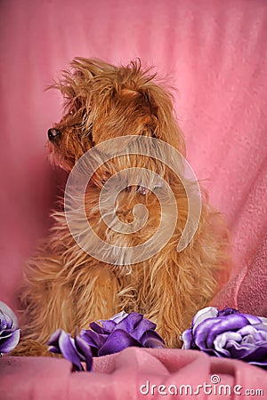 Puppy Petersburg orchid Stock Photo