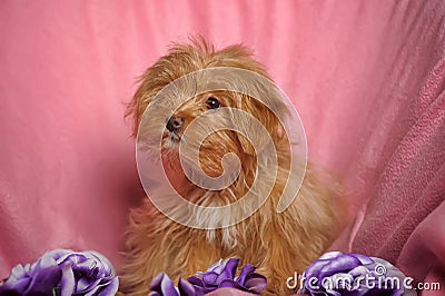 Puppy Petersburg orchid Stock Photo