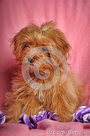 Puppy Petersburg orchid Stock Photo