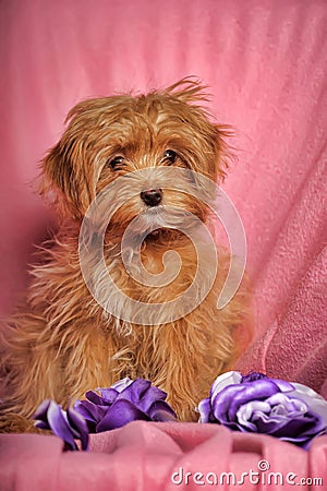 Puppy Petersburg orchid Stock Photo