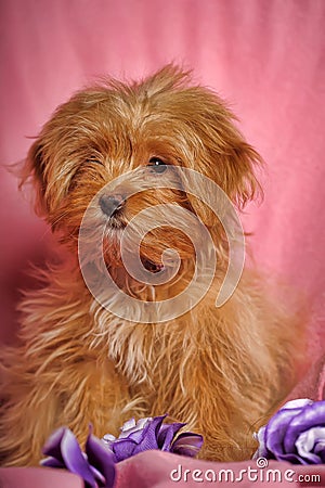 Puppy Petersburg orchid Stock Photo