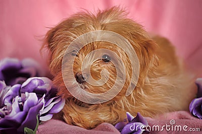 Puppy Petersburg orchid Stock Photo