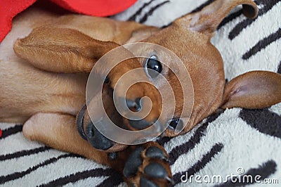 Puppy Pincher closes the face paws hiding from the owner Stock Photo