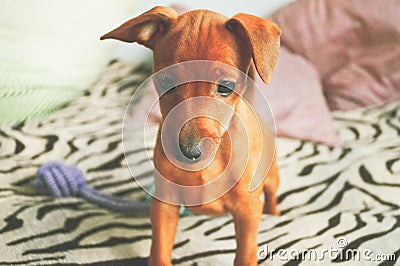 Puppy Pincher looks sad look funny portrait Stock Photo