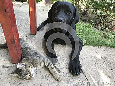 Cane Corso puppy plays with a kitten Stock Photo