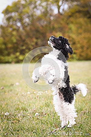 Puppy of poodle is dancing in grass. Stock Photo