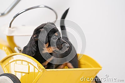 Puppy portrait Jack Russell Terrier in the back of a yellow tricycle on a white background Stock Photo