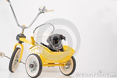 Puppy portrait Jack Russell Terrier in the back of a yellow tricycle on a white background Stock Photo