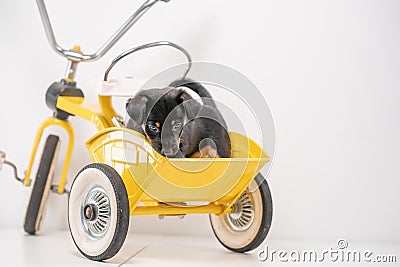 Puppy portrait Jack Russell Terrier in the back of a yellow tricycle on a white background Stock Photo