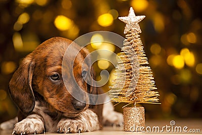 Puppy portrait miniature fir tree Stock Photo