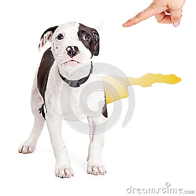 Puppy Potty Training Accident Stock Photo