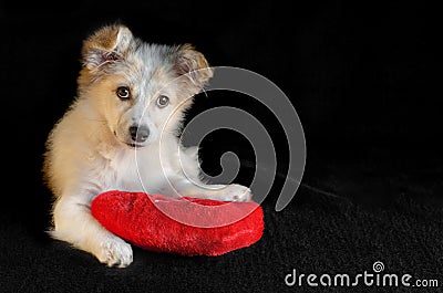 The puppy put paws on the pillow in the shape of a heart with black background and stares. Selective focus. Stock Photo