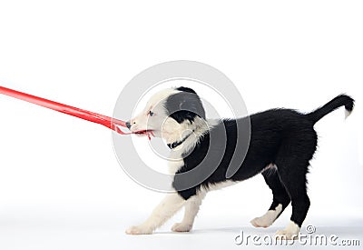 Puppy and red ribbon Stock Photo