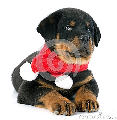 Puppy rottweiler christmas Stock Photo