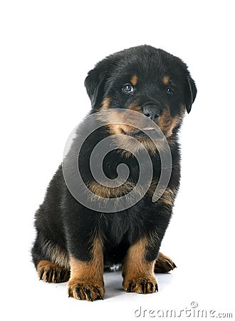 Puppy rottweiler Stock Photo