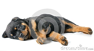 Puppy rottweiler Stock Photo