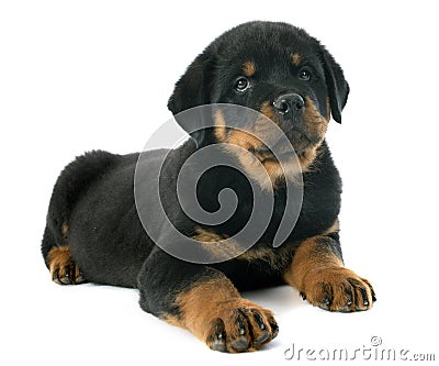 Puppy rottweiler Stock Photo