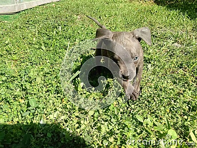 Puppy running wild young and free Stock Photo