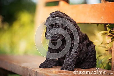 Puppy Russian black terrier in nature Stock Photo