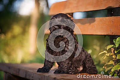Puppy Russian black terrier in nature Stock Photo