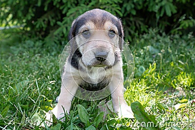 Puppy russian hound sitting on the grass Stock Photo