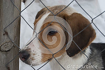 A puppy of a Russian peggy hound English foxhound Stock Photo