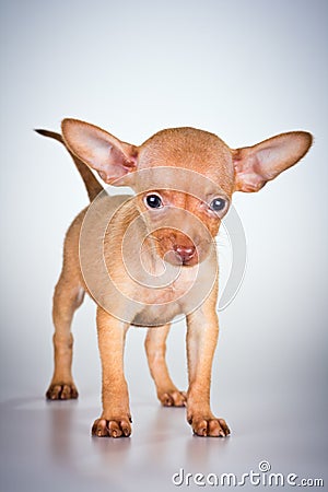 Puppy Russian toy terrier Stock Photo