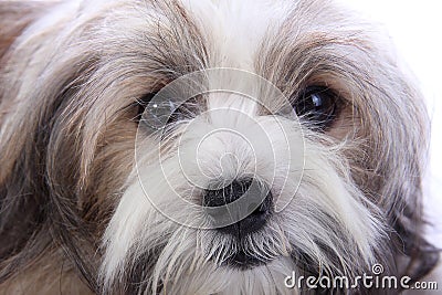 Puppy's innocent face Stock Photo