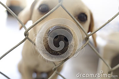 Puppy Sad Cute Nose Closeup and Fence Stock Photo