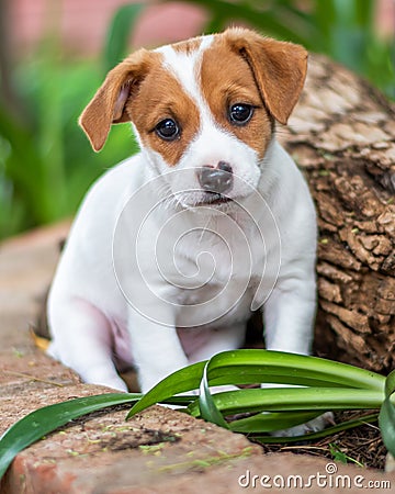 Puppy Sad Eyes Stock Photo