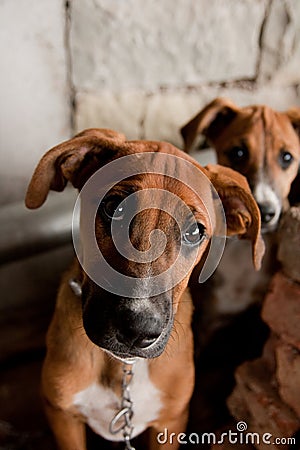 Puppy with sad eyes Stock Photo