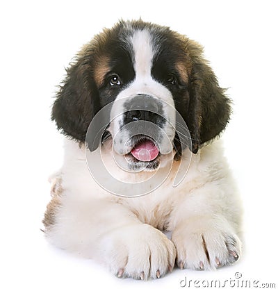 Puppy saint bernard Stock Photo