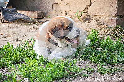 Puppy is a Saint Bernard plays Stock Photo