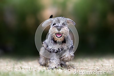 Puppy Schnauzer at Play Stock Photo