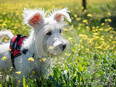 Puppy schnauzer puppy in white color and with red harness watch closely Stock Photo