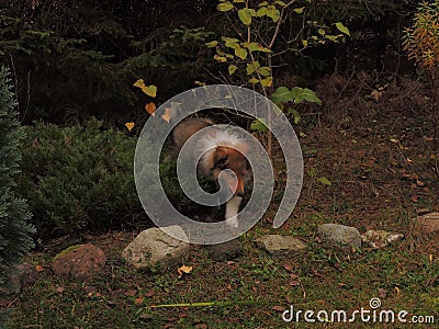 A puppy scottish shepherd is playing outside, fall Stock Photo