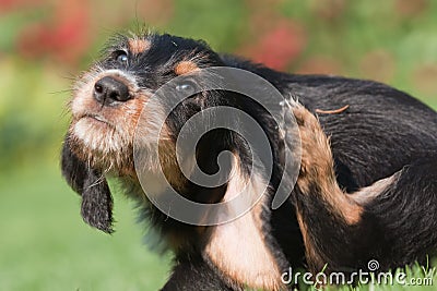 Puppy scratching itself behind the ear Stock Photo