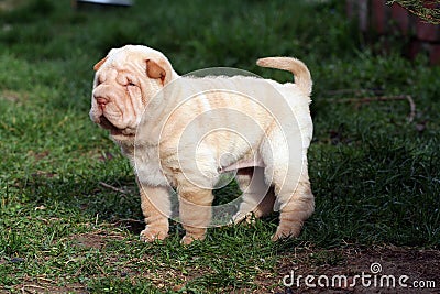 Puppy shar pei Stock Photo