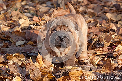 Puppy shar-pei is sitting in the autumn foliage. Stock Photo