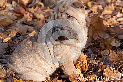 Puppy shar-pei is sitting on the autumn foliage. Stock Photo