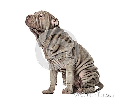 Puppy Shar Pei sitting, 10 weeks old, isolated Stock Photo