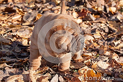 Puppy shar pei is standing on the autumn foliage. . Stock Photo