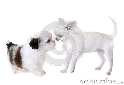 Puppy shih tzu and chihuahua Stock Photo