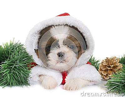 Puppy shih tzu and christmas Stock Photo
