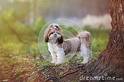 Puppy shih tzu dog cute pet posing for a walk. The sun`s rays fall on the dog Stock Photo