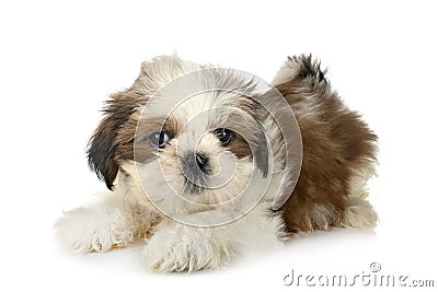 Puppy Shih Tzu in studio Stock Photo