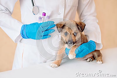 Puppy Shots Schedule. Pet Vaccines. Vet doctor holding test tubes with vaccine near cute little mongrel dog in clinic, closeup. Stock Photo