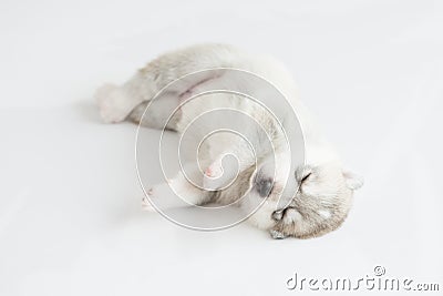 Puppy siberian husky sleeping Stock Photo