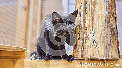 Puppy silver foxes in the petting zoo Stock Photo