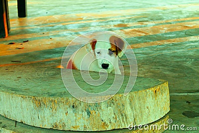 Puppy Stock Photo